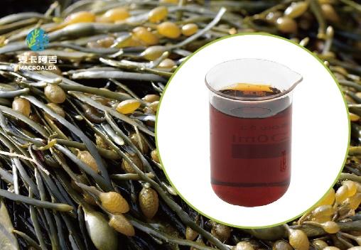 Top China Supplier of Ascophyllum Nodosum Extract for Global Buyers