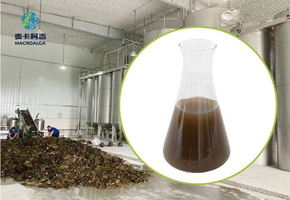 Reliable Brown Algae Extract Supplier: Key Factors to Consider for Quality Assurance